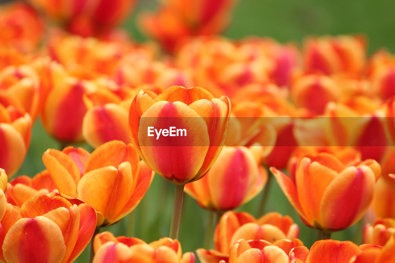 Close-up of orange tulips on field