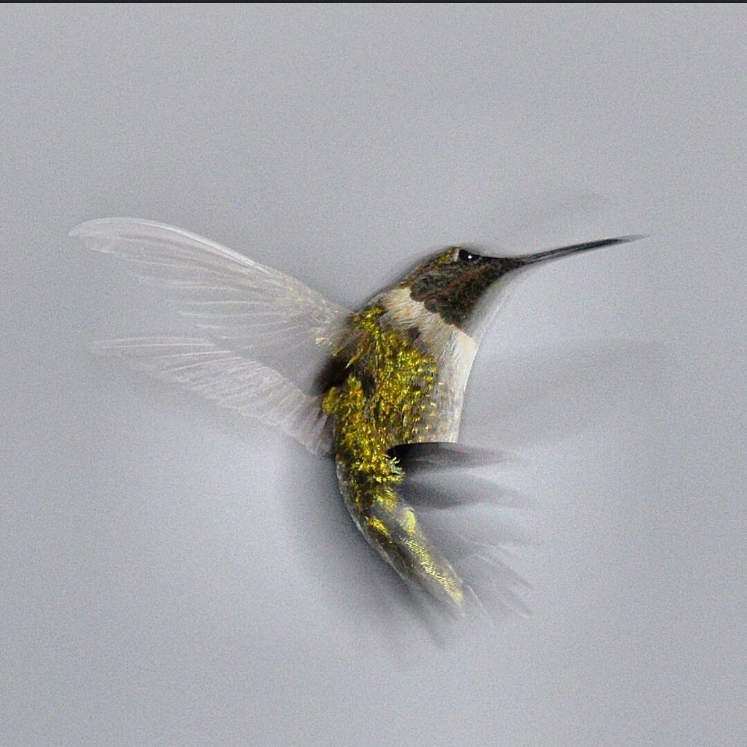 Digital composite image of hummingbird flying against gray background