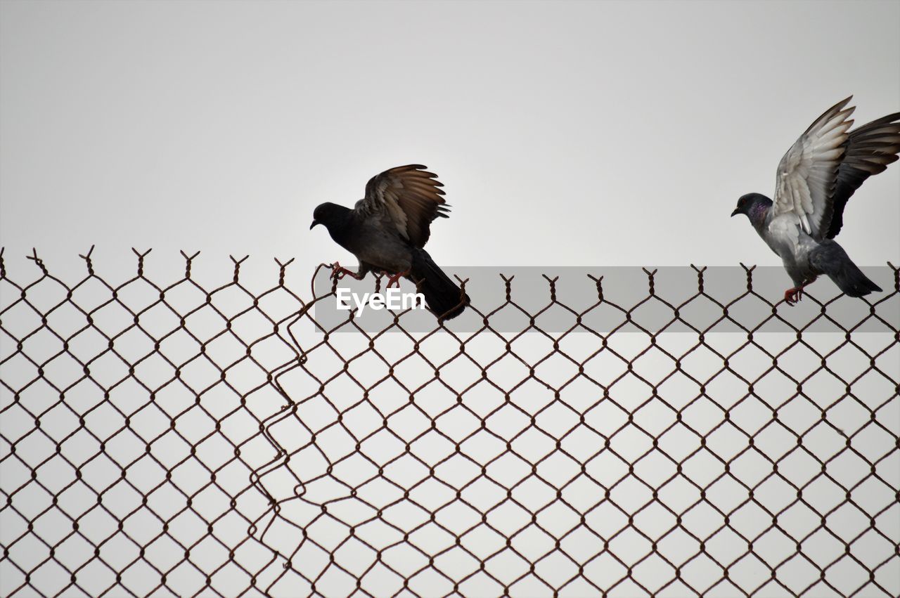 LOW ANGLE VIEW OF BIRD FLYING AGAINST SKY