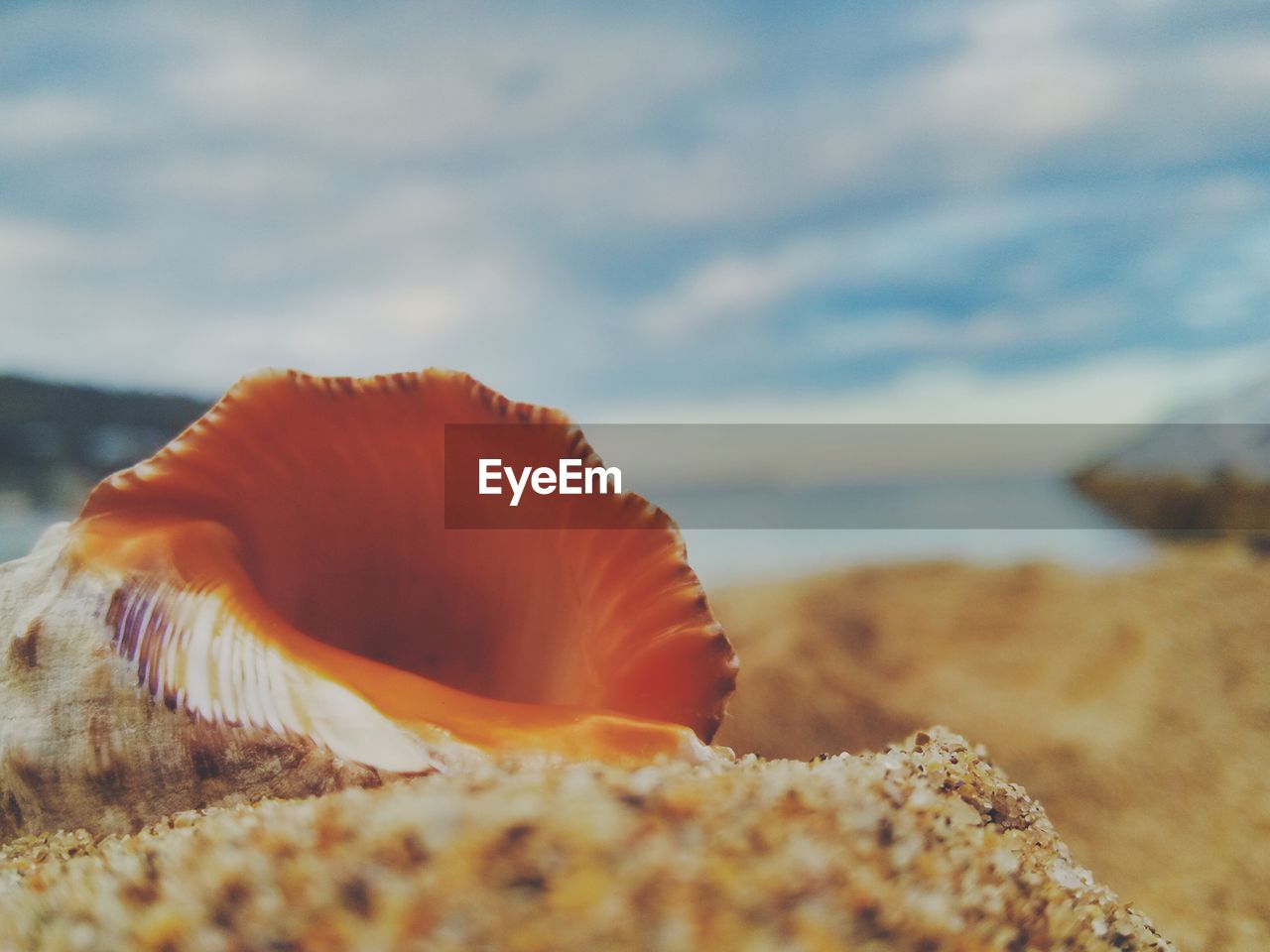 Close-up of seashell on beach against sky