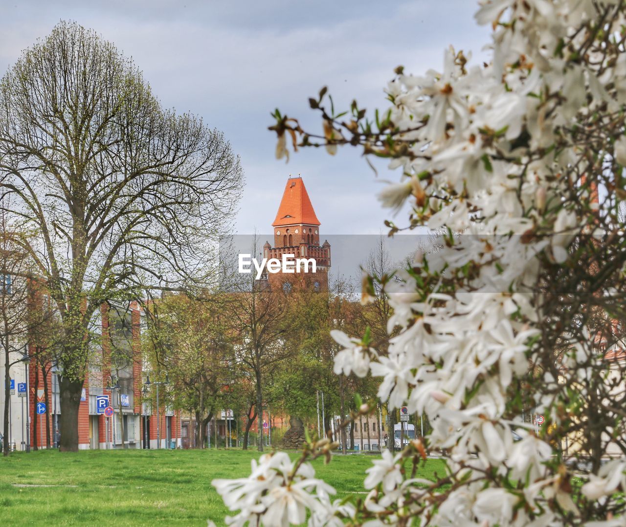 Trees in park against sky