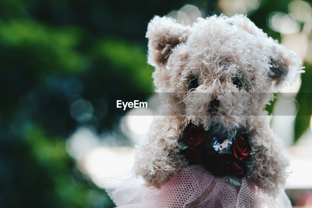 Close-up of teddy bear with roses