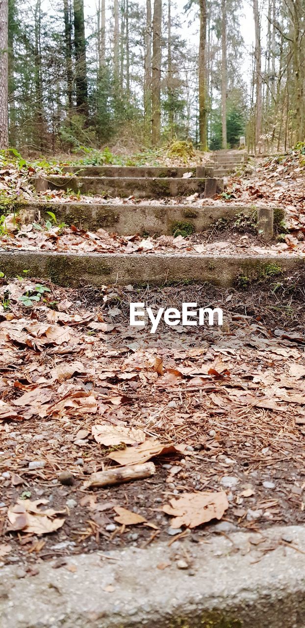 SURFACE LEVEL OF AUTUMN LEAVES IN FOREST