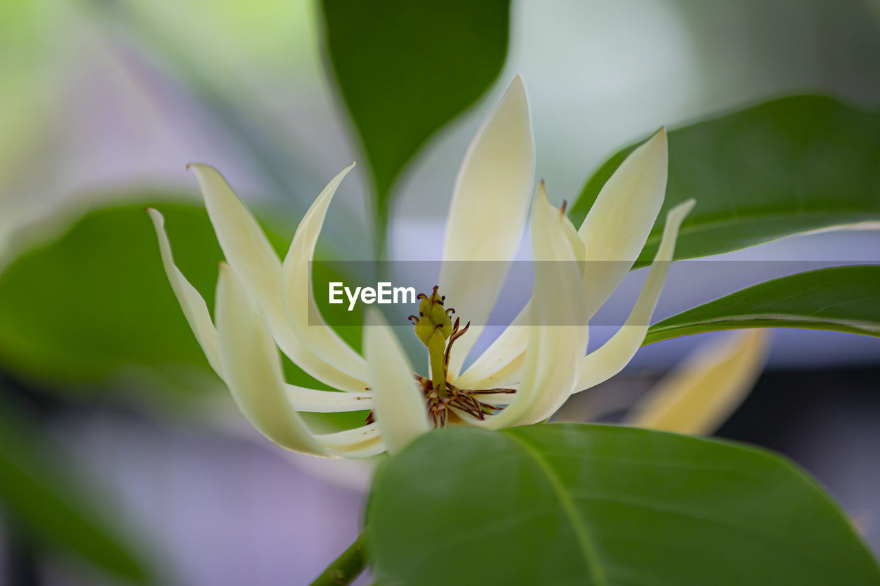 CLOSE-UP OF FLOWERING PLANTS