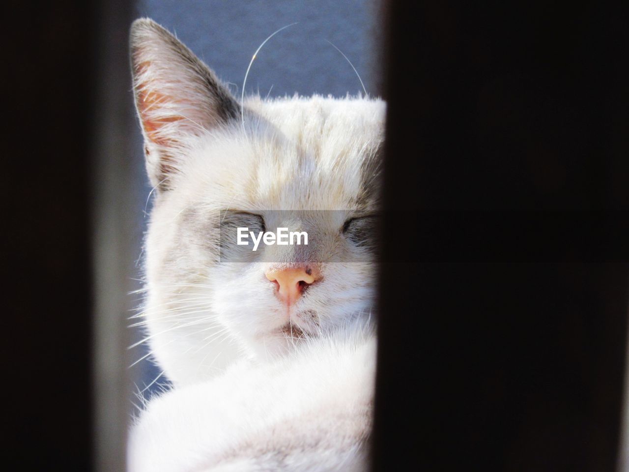 Close-up of cat sleeping