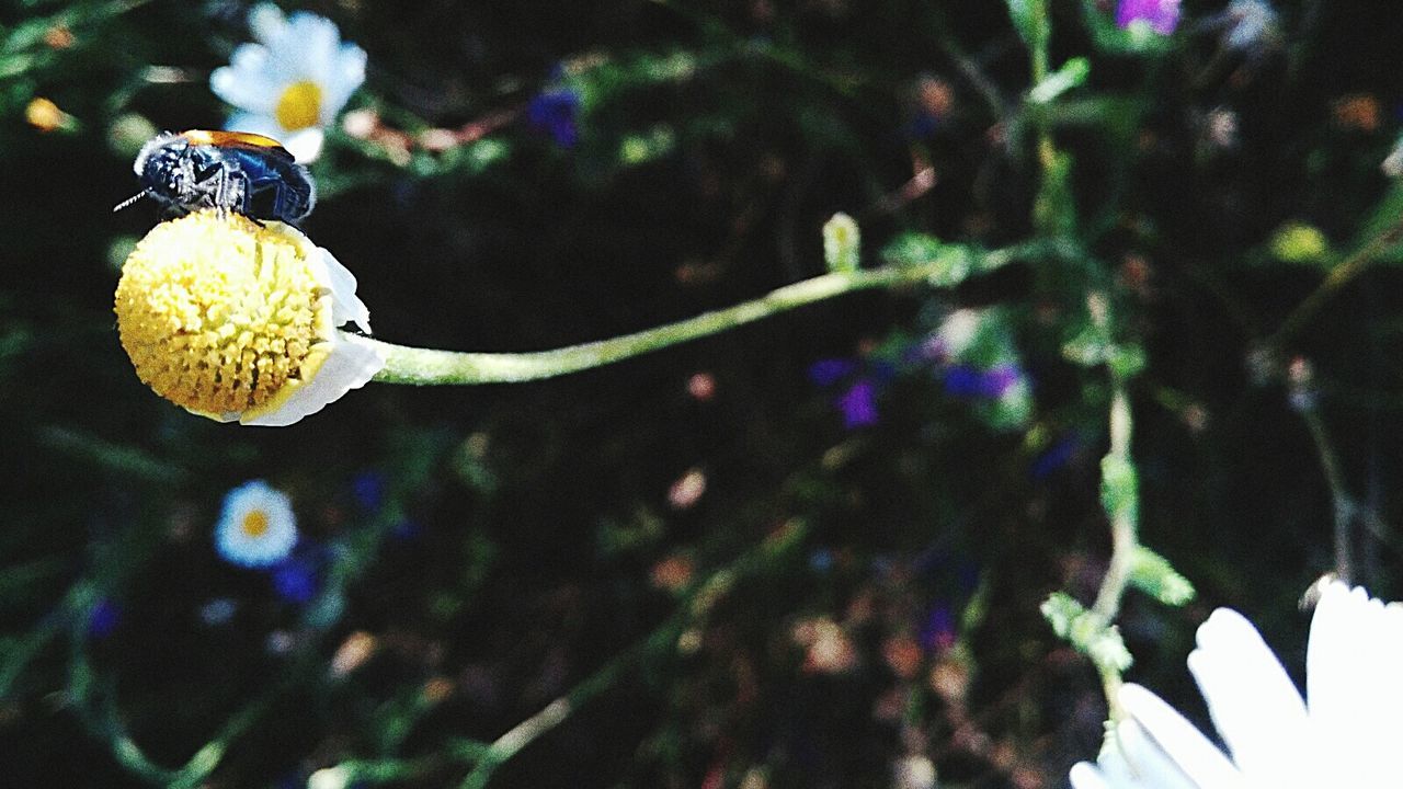 CLOSE-UP OF FLOWERS