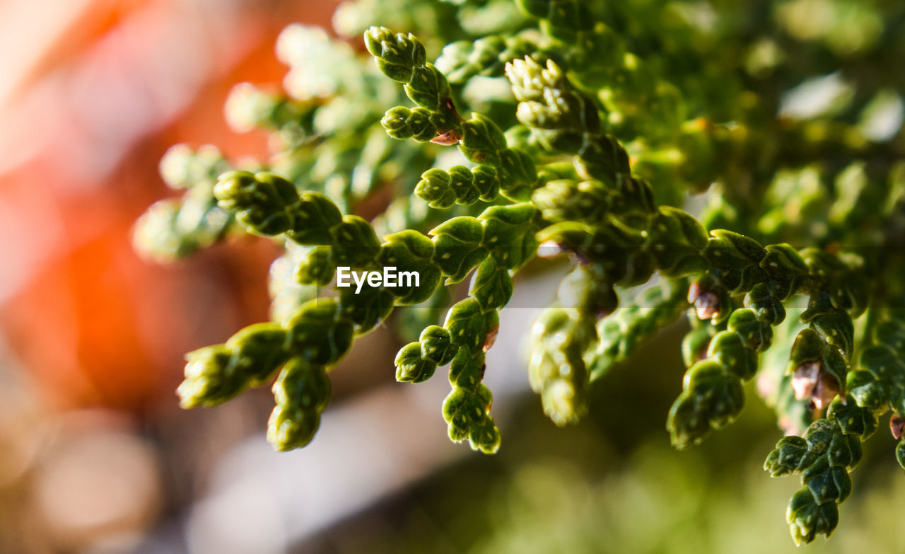 Close-up of green plant