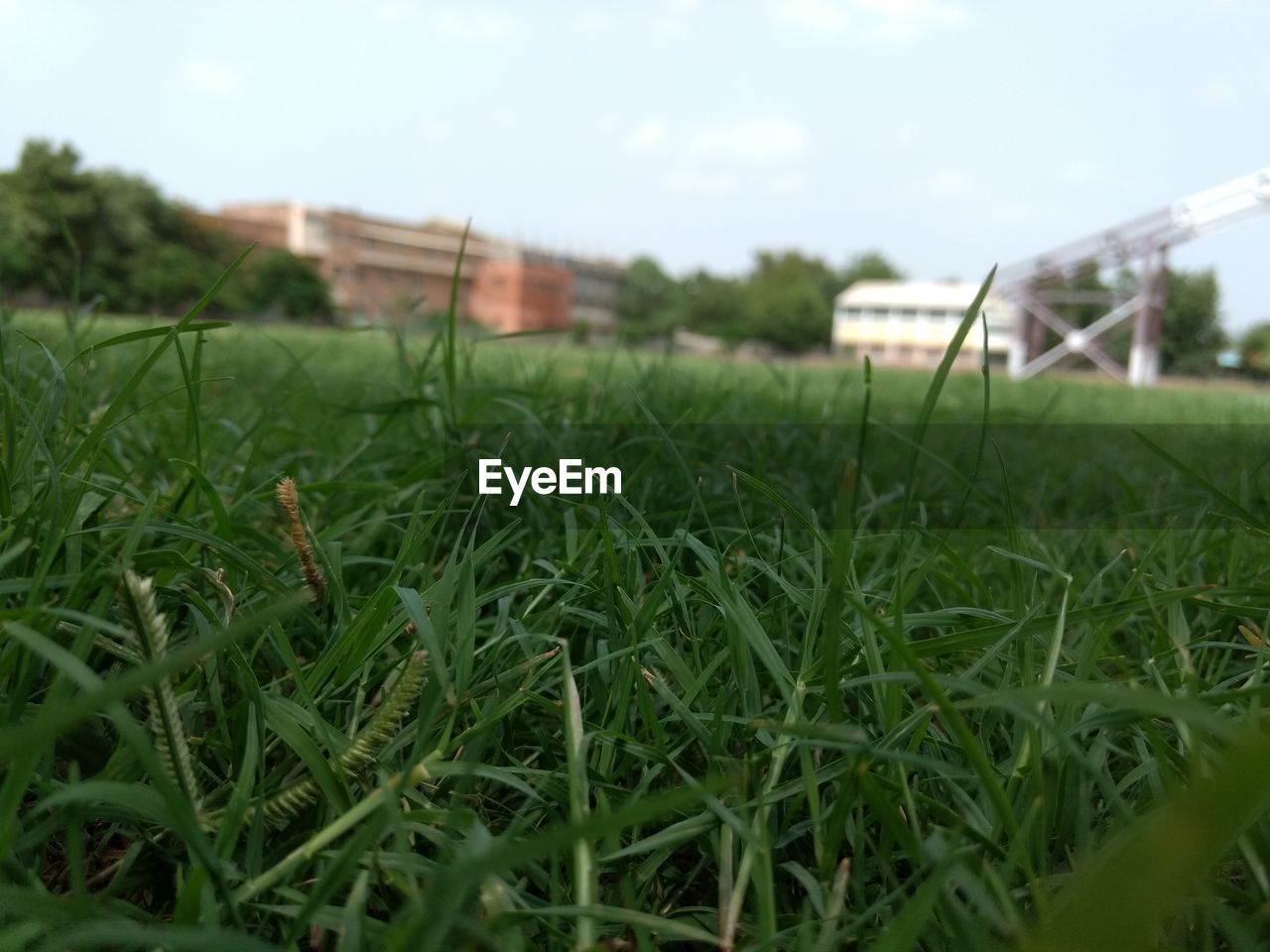 CLOSE-UP OF GRASS ON GRASSY FIELD