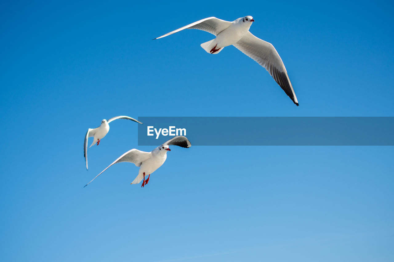 LOW ANGLE VIEW OF SEAGULLS FLYING IN SKY