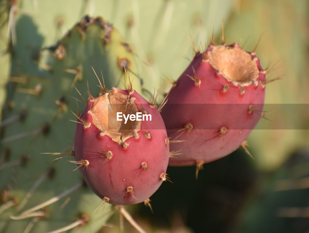 CLOSE-UP OF CACTUS GROWING ON PLANT