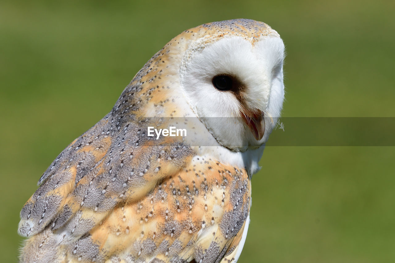 Close up portrait of a barn owl 