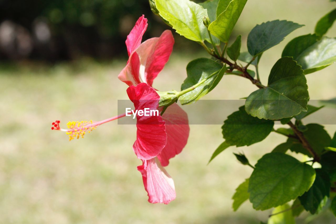 CLOSE-UP OF RED HIBISCUS BLOOMING PLANT