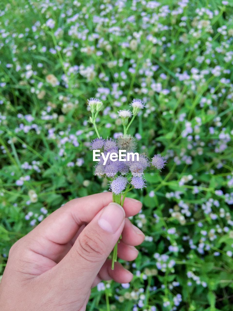 Close-up of hand holding flower