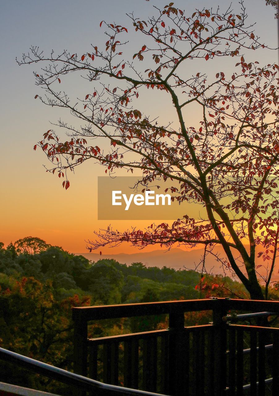 TREE AGAINST SKY