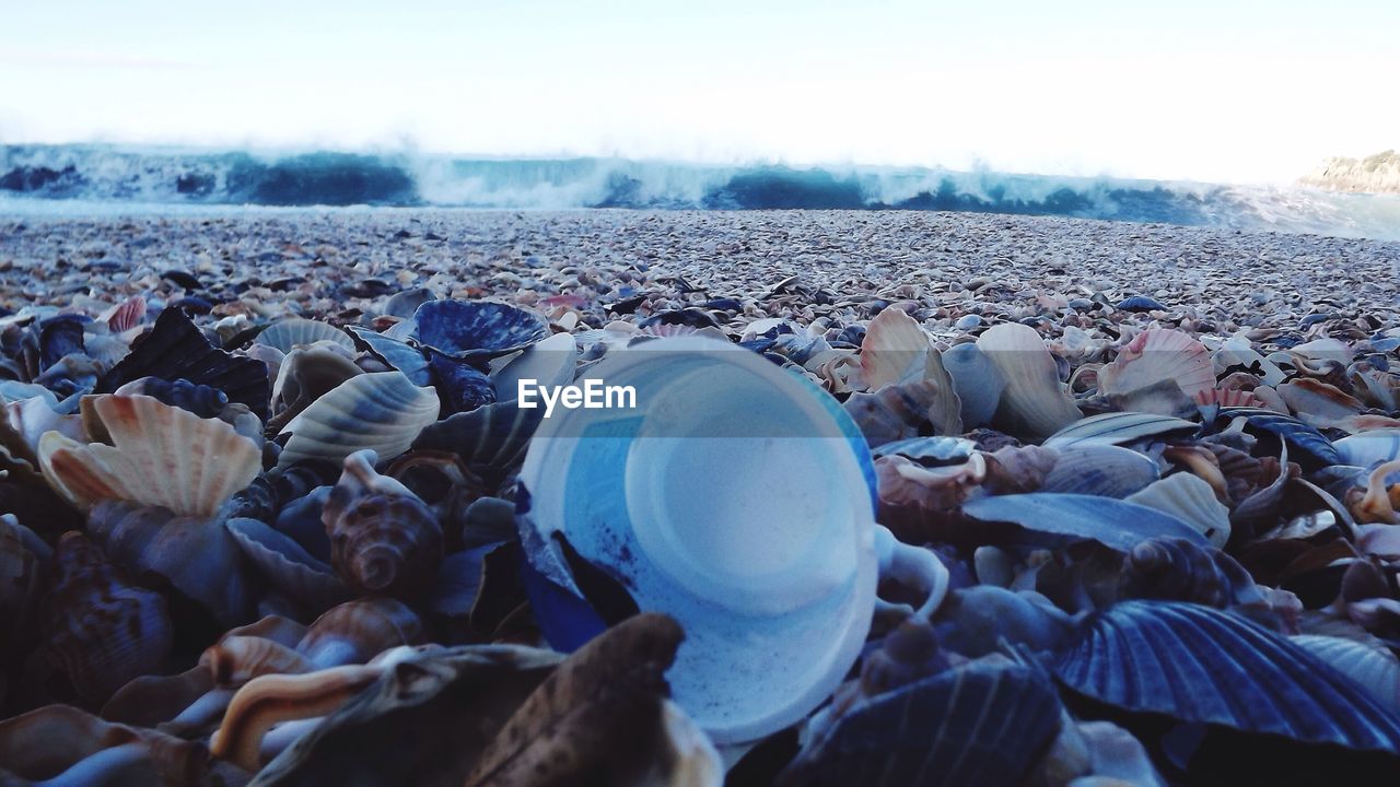 Seashells at beach against sky