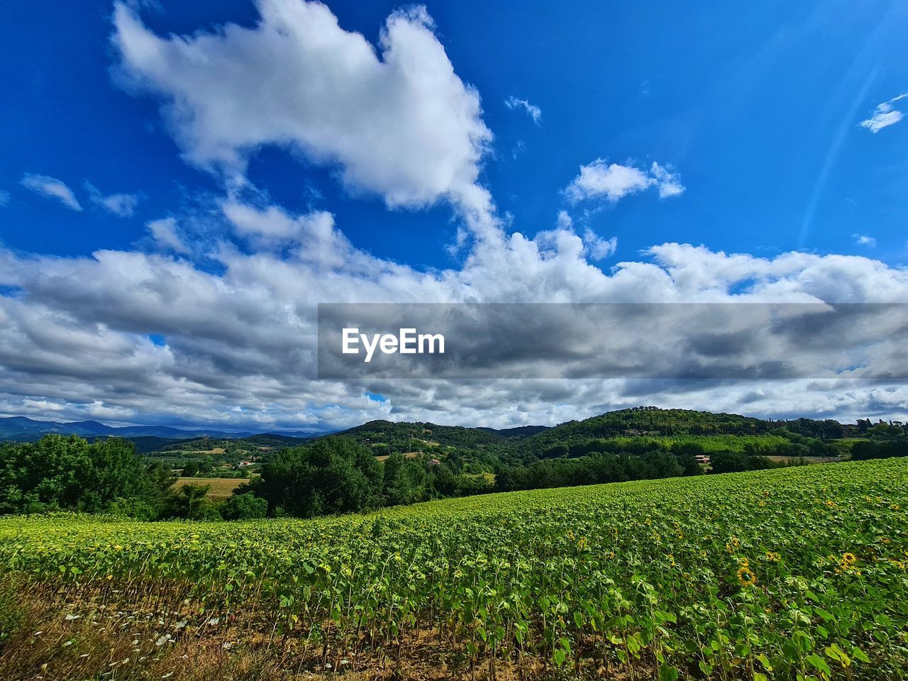 Scenic view of agricultural field against sky