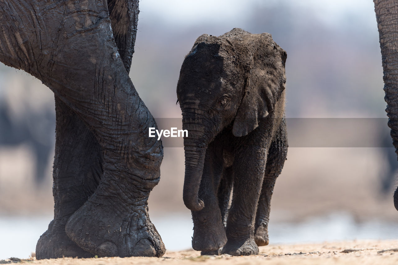 LOW ANGLE VIEW OF ELEPHANT ON TREE