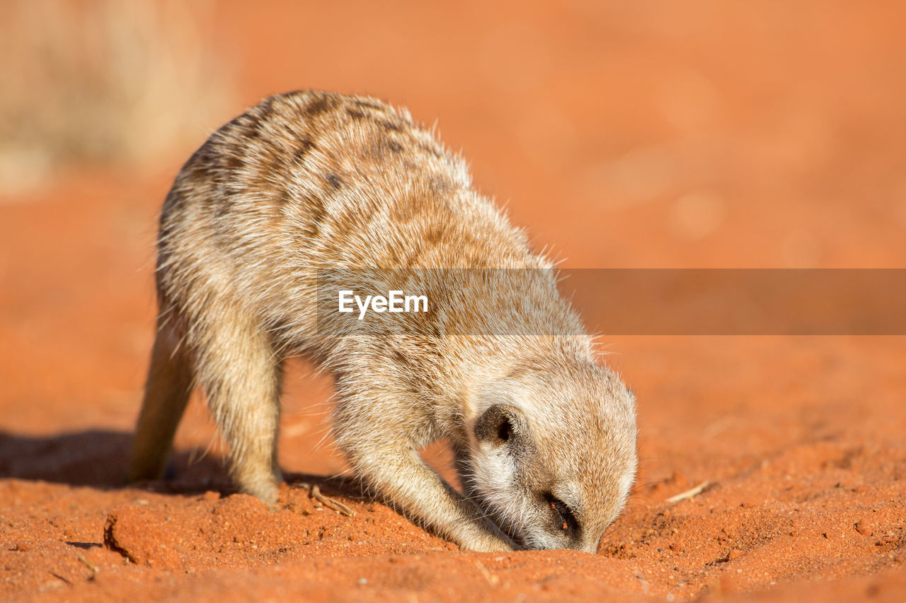 Meerkat searching for food, suricata suricatta, kalahari desert, namibia