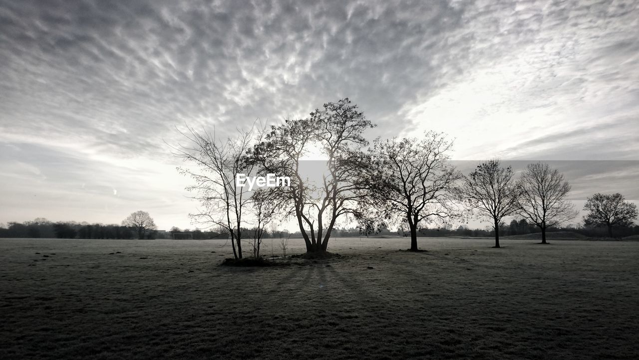 BARE TREES ON FIELD AGAINST SKY