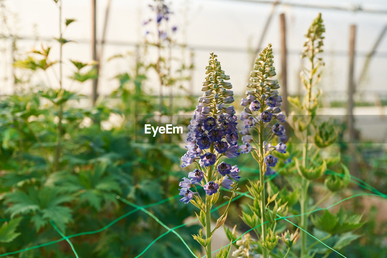 plant, flower, flowering plant, growth, beauty in nature, nature, freshness, botany, purple, focus on foreground, garden, lavender, no people, fragility, outdoors, green, close-up, greenhouse, day, medicine, blossom, gardening, plant part, food and drink, herb, food, flower head, agriculture, field, leaf, summer, springtime, inflorescence, healthcare and medicine, front or back yard, selective focus, herbal medicine, sunlight, environment, land, flowerbed, grass, wildflower