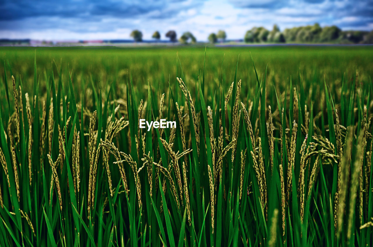 plant, landscape, field, green, agriculture, land, grass, rural scene, crop, environment, sky, cereal plant, paddy field, grassland, growth, nature, cloud, beauty in nature, farm, meadow, prairie, food, no people, scenics - nature, barley, tranquility, food and drink, outdoors, lawn, day, focus on foreground, rural area, pasture, freshness, summer, corn, tranquil scene, wheat