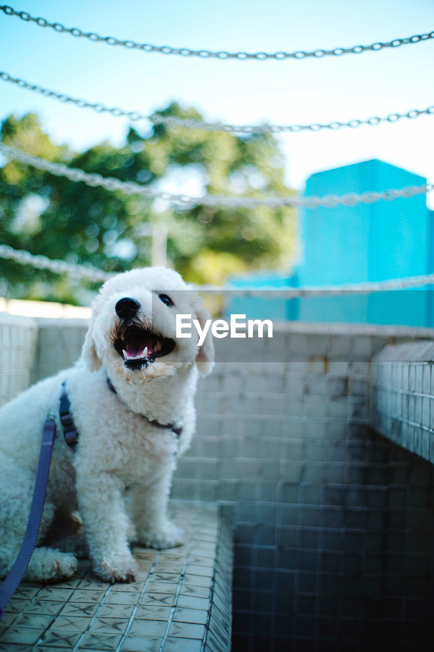 one animal, pet, domestic animals, mammal, animal themes, canine, dog, animal, blue, puppy, no people, day, fence, portrait, architecture, focus on foreground, nature, outdoors, sky, cute, leash