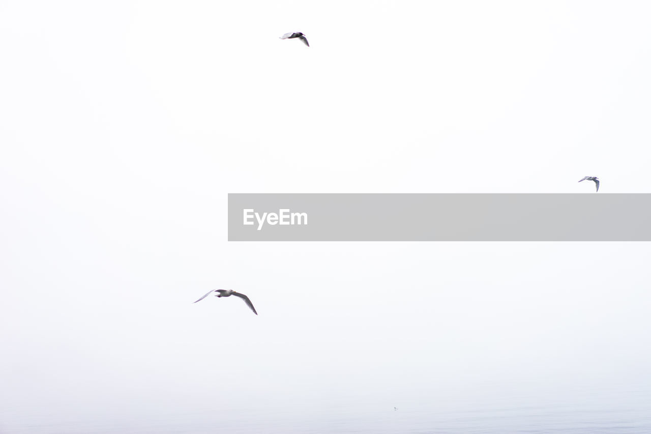 Low angle view of birds flying against clear sky