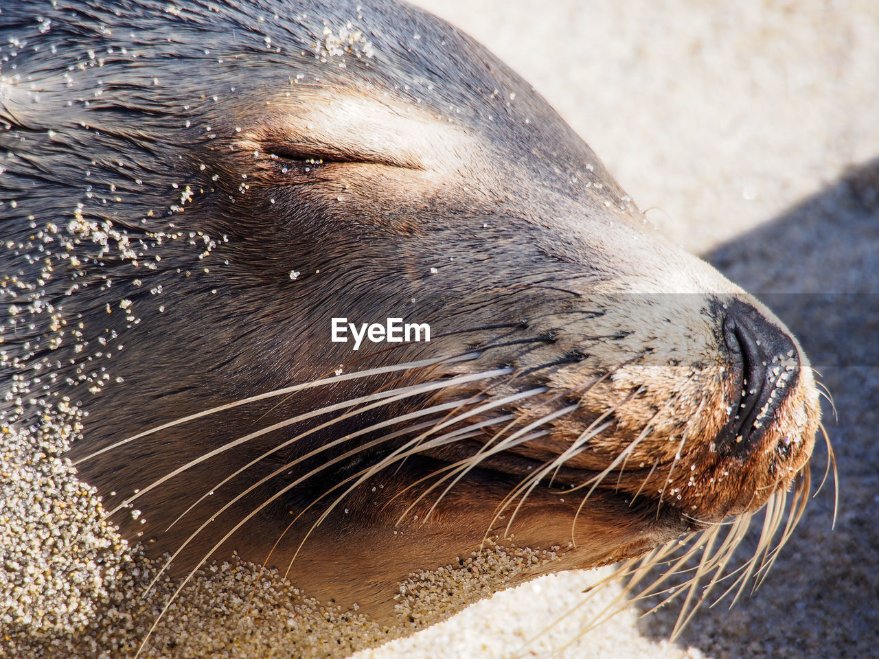 Close-up of seal at beach