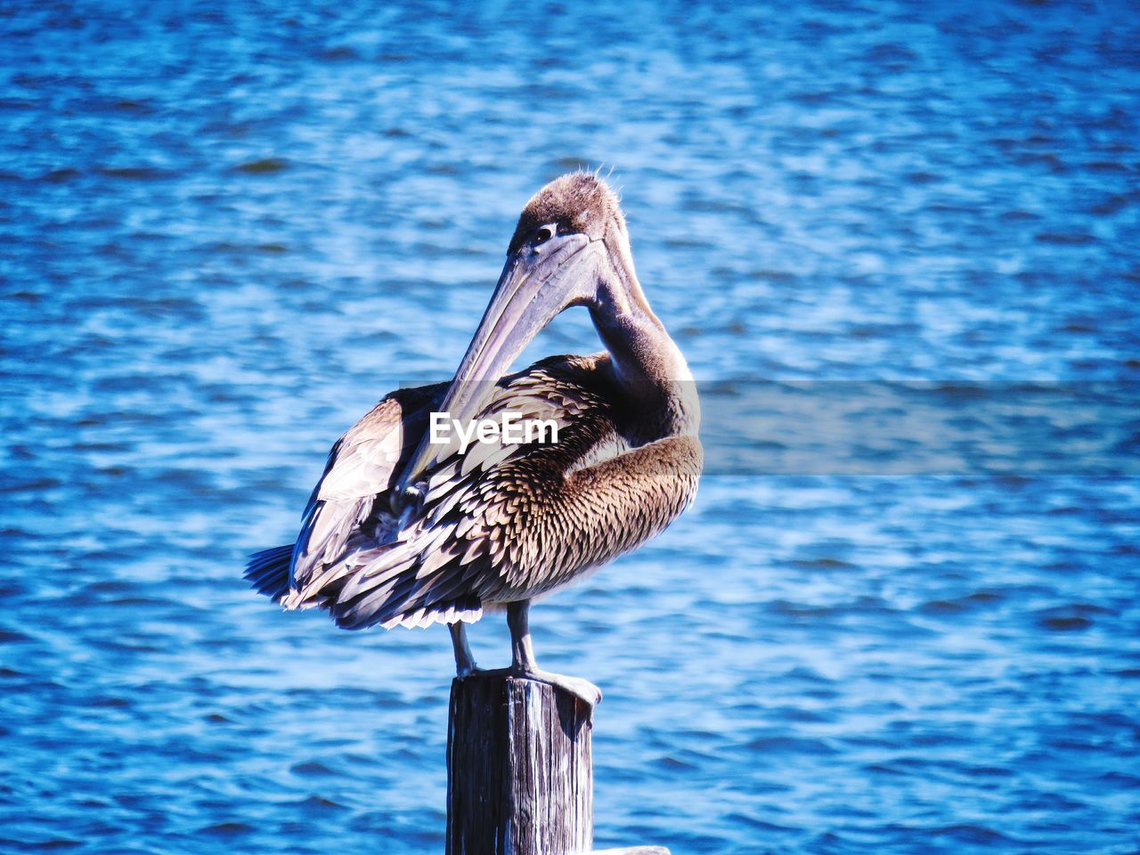 Bird perching on wooden post in the ocean