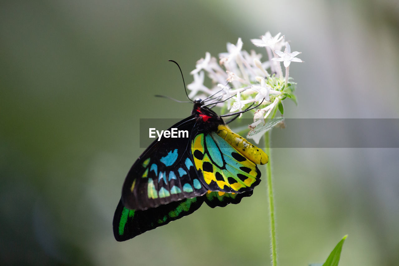 insect, animal, animal themes, animal wildlife, animal wing, nature, beauty in nature, butterfly, one animal, wildlife, moths and butterflies, macro photography, flower, close-up, plant, animal body part, green, focus on foreground, fragility, macro, flowering plant, monarch butterfly, no people, magnification, freshness, perching, outdoors, yellow, side view, full length, eating, feeding, animal behavior, environment, plant part, summer, resting, multi colored, leaf, awe, light, day