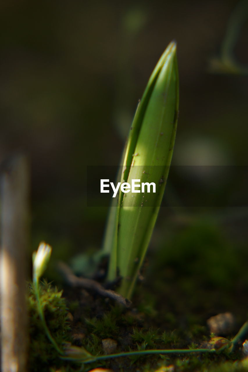 CLOSE-UP OF FRESH PLANT