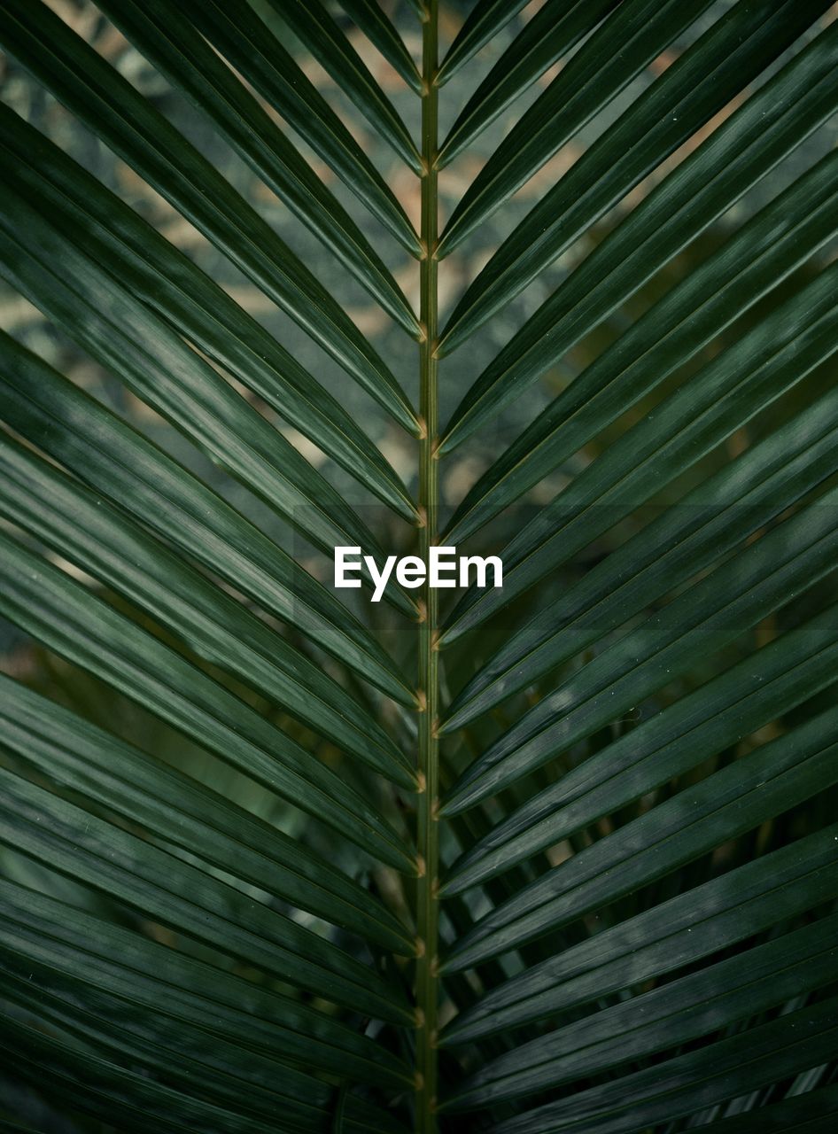 Full frame shot of palm leaves