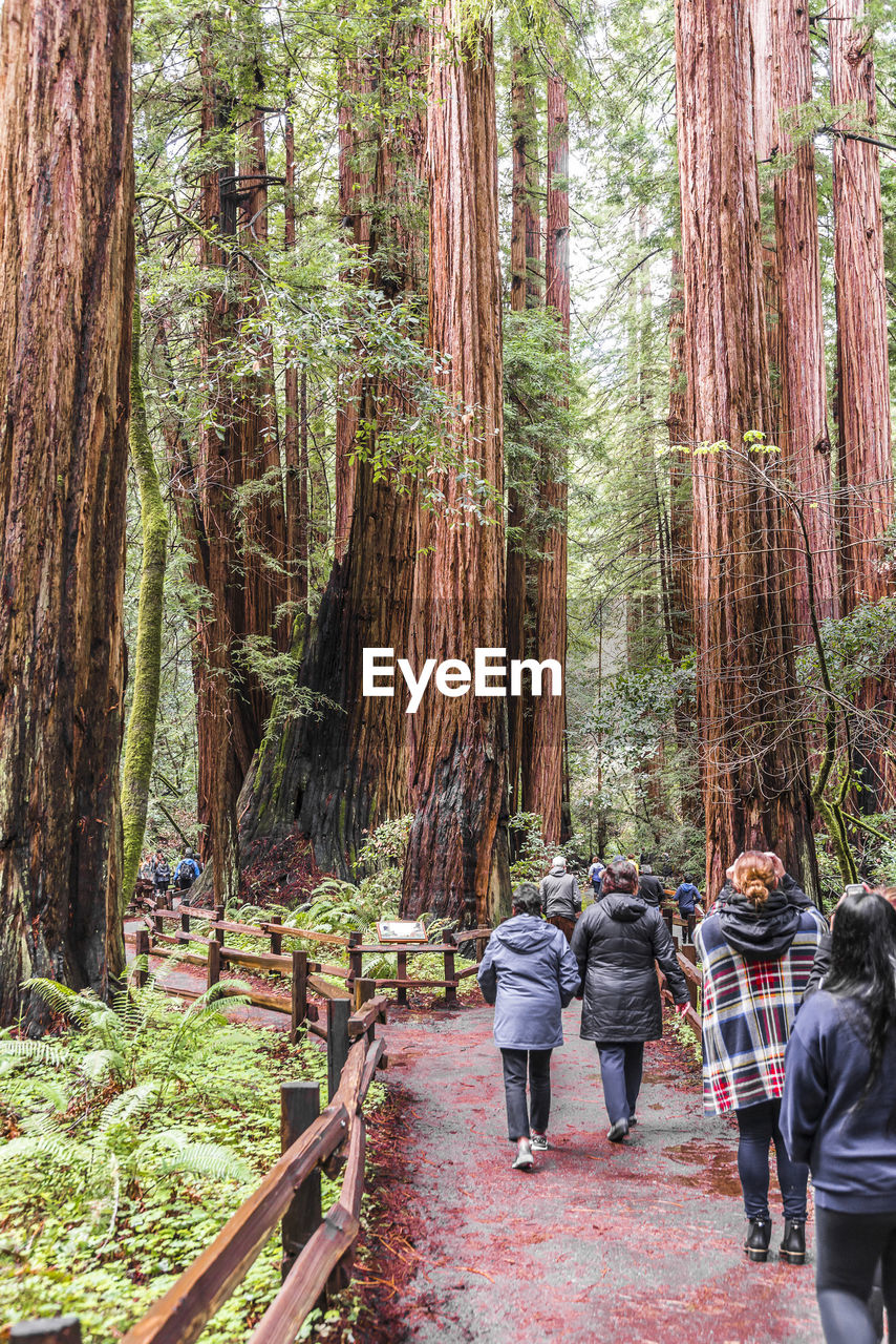 REAR VIEW OF PEOPLE WALKING ON PLANTS IN FOREST