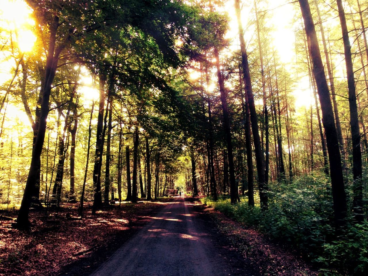 Road passing through forest