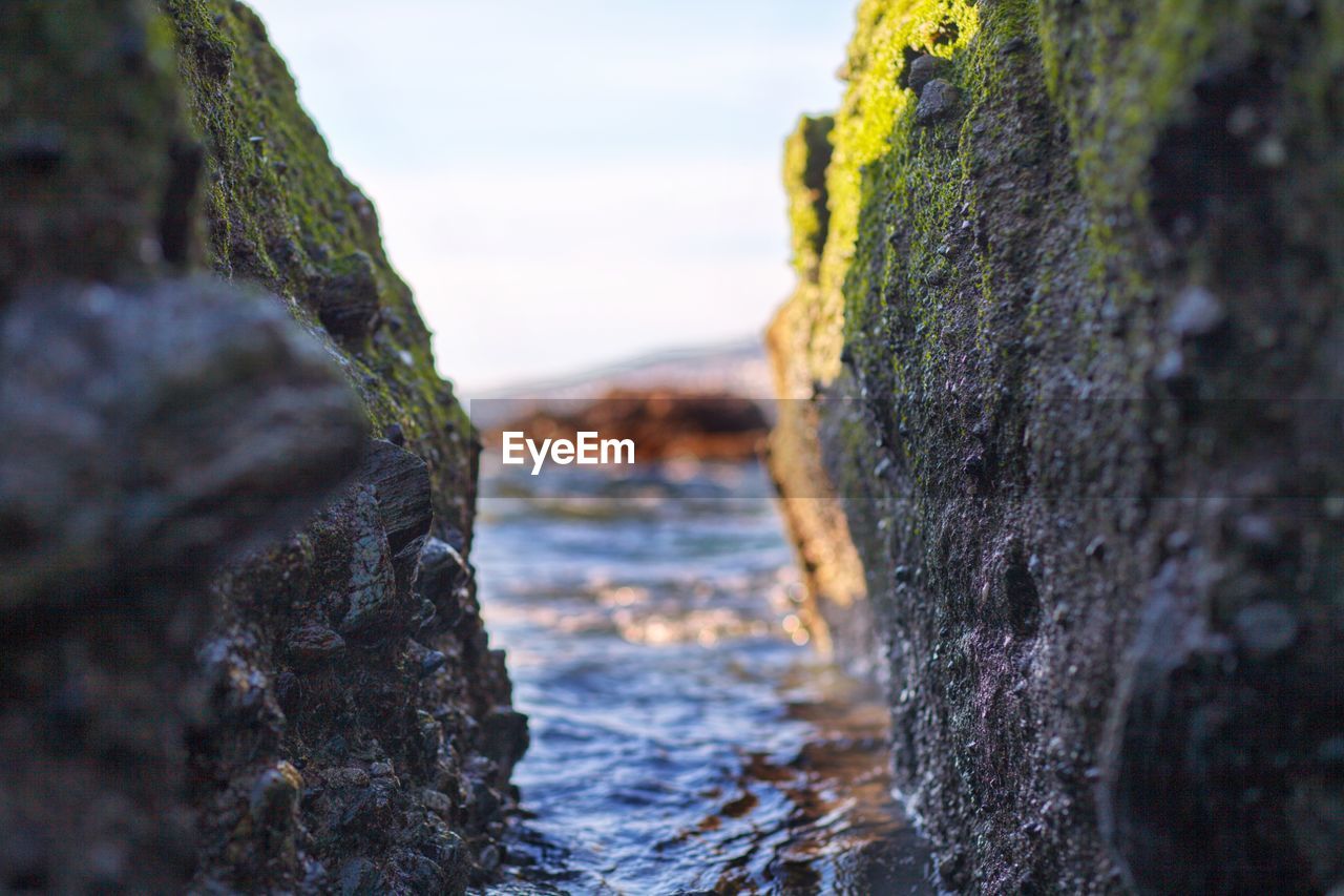 CLOSE-UP OF MOSS ON ROCK