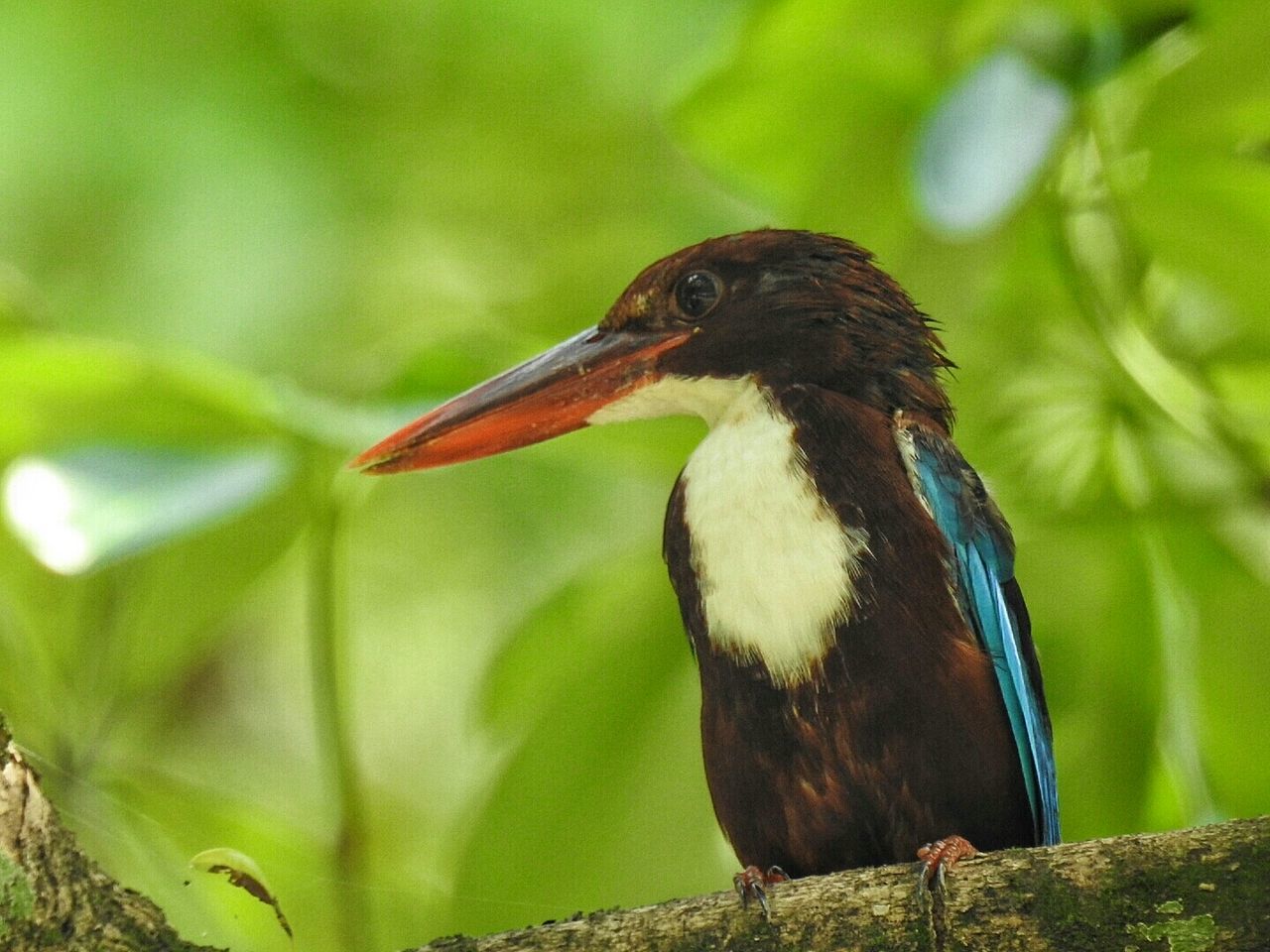 Close-up of bird