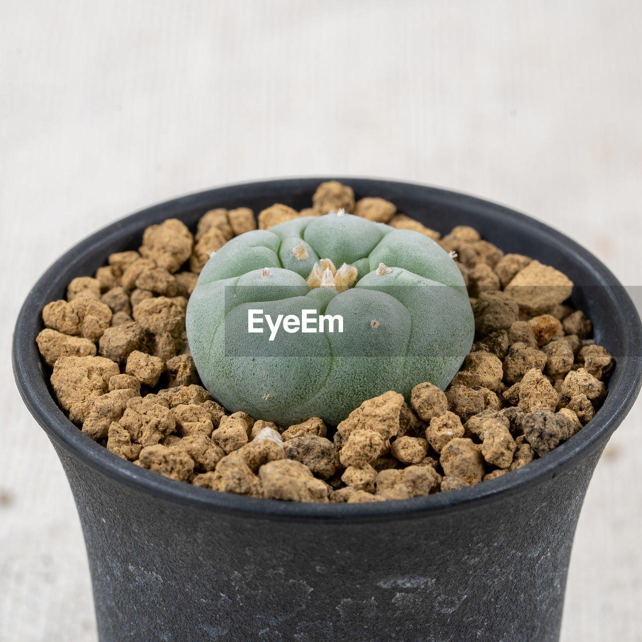 close-up of potted plant on table