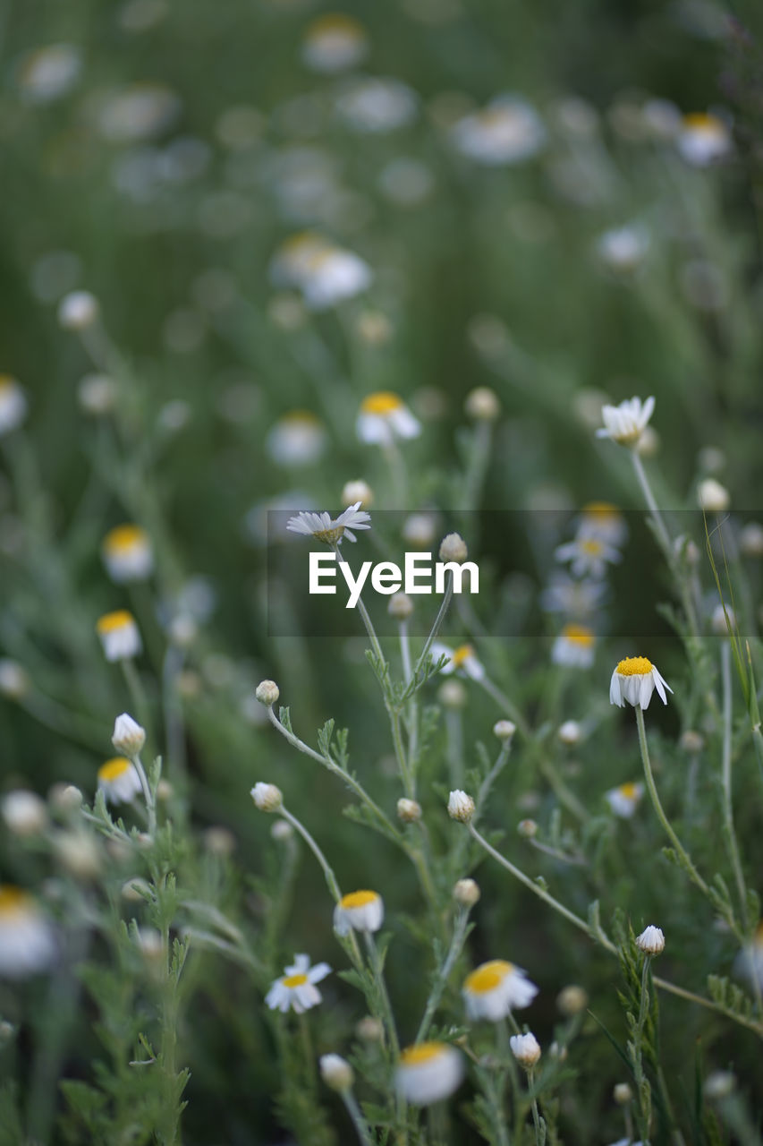 Wide field of matricaria chamomilla recutita, known as chamomile, camomile or scented mayweed.