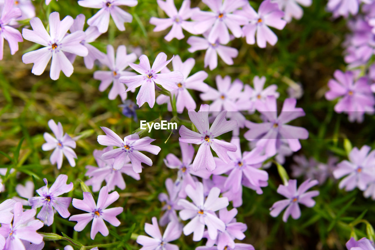 CLOSE-UP OF FLOWERING PLANT