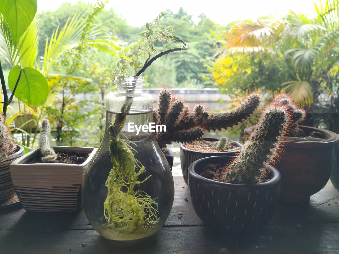 POTTED PLANTS IN BACKYARD