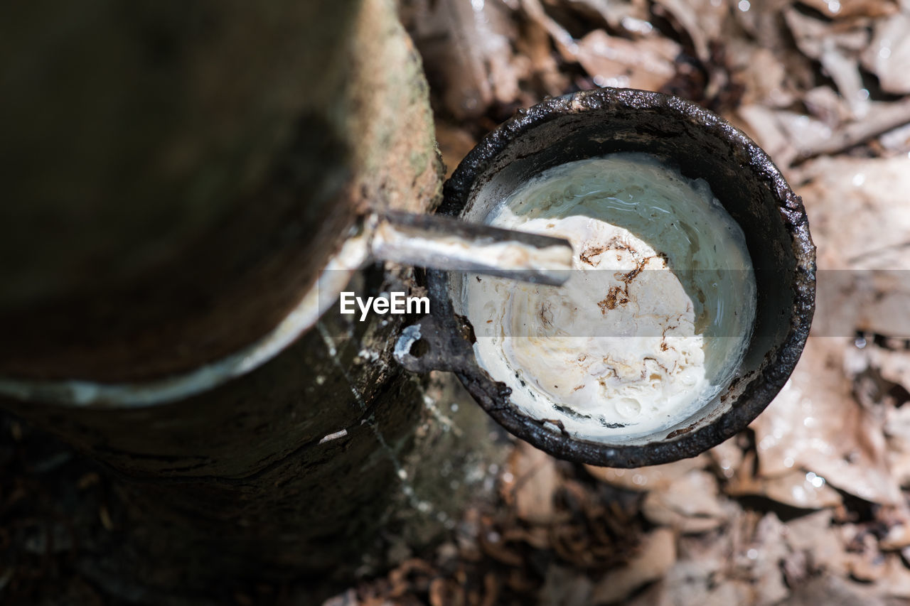 Rubber tree juice collecting on a rubber tree plantation in nakhon phanom, thailand