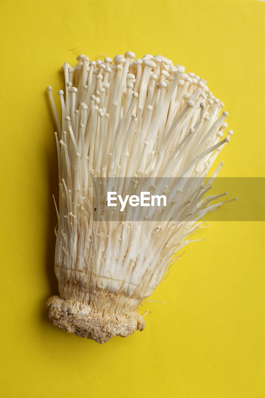 Fresh golden needle mushroom or enoki mushroom isolated on yellow background