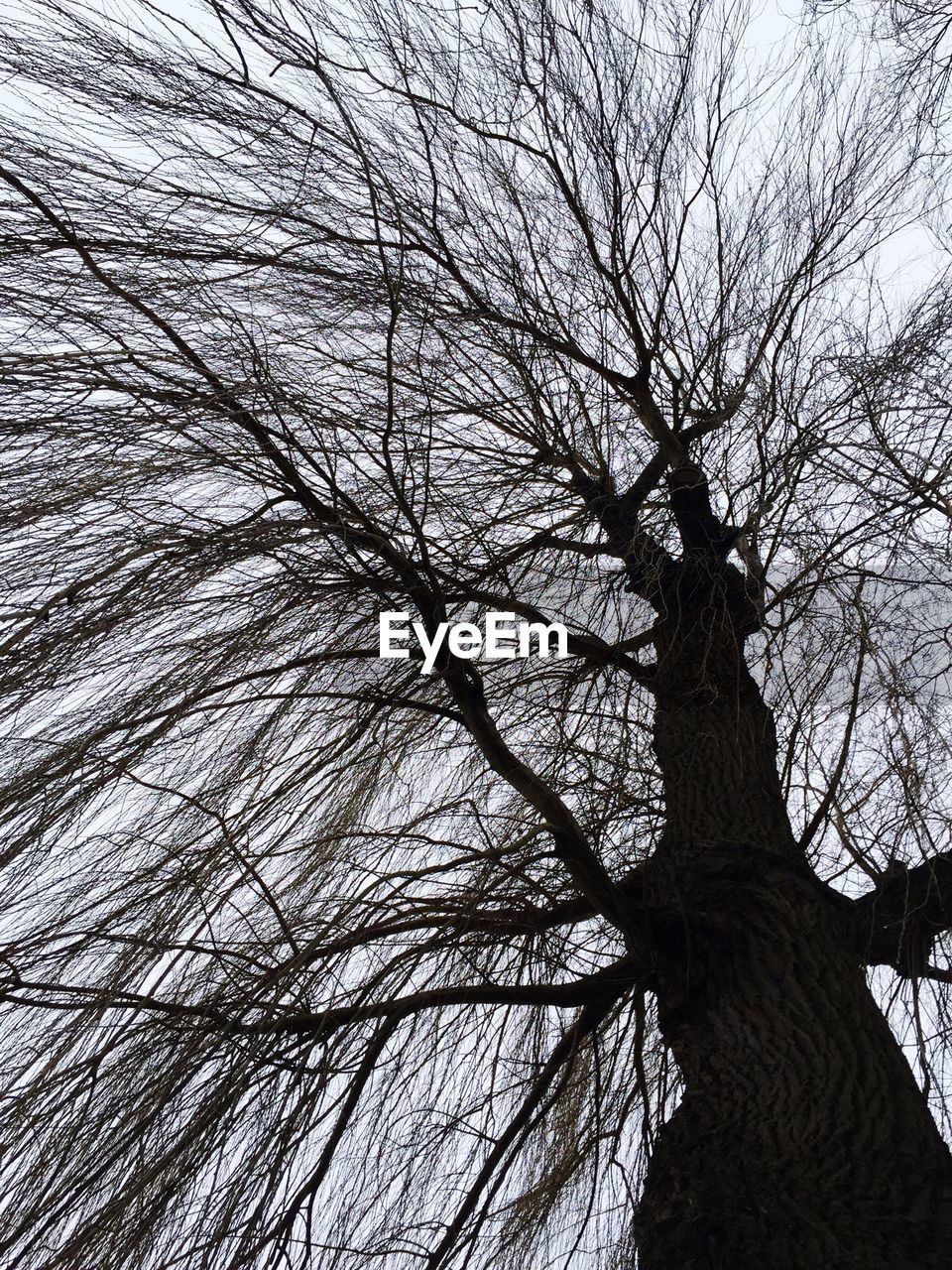 LOW ANGLE VIEW OF BARE TREES AGAINST SKY