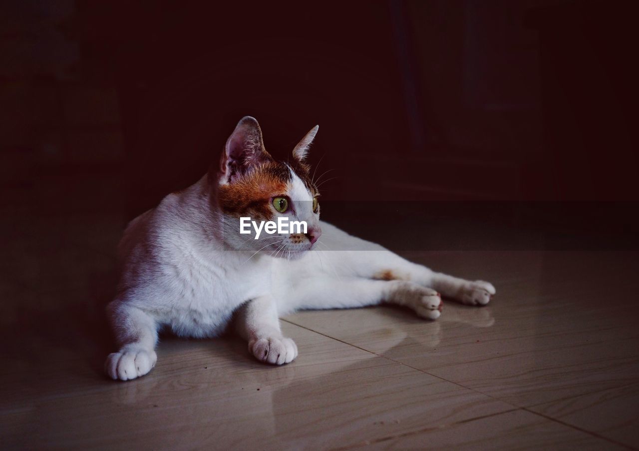 Cat lying on floor at home