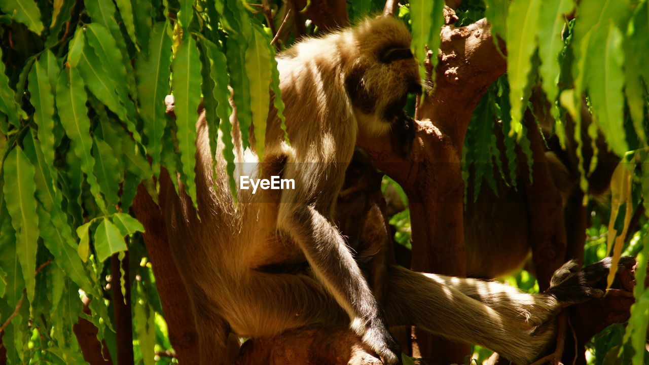 Monkeys sitting on tree