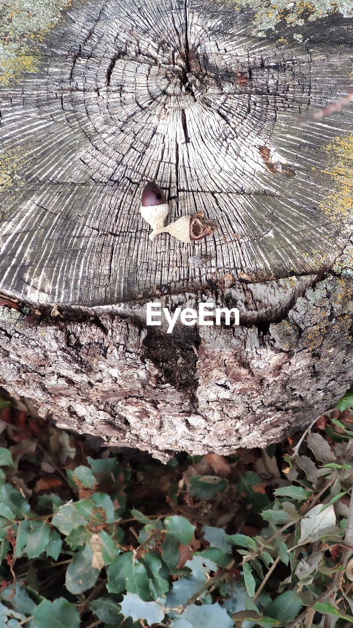 HIGH ANGLE VIEW OF TREE STUMP ON WOOD