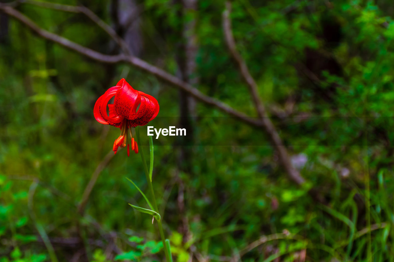 CLOSE-UP OF RED FLOWER ON TREE