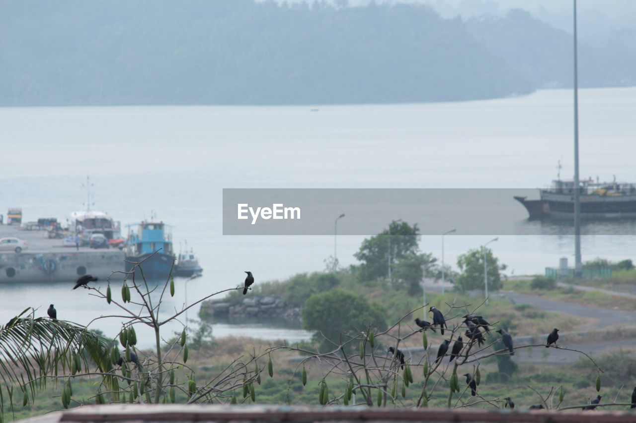 BIRDS IN SEA AGAINST SKY