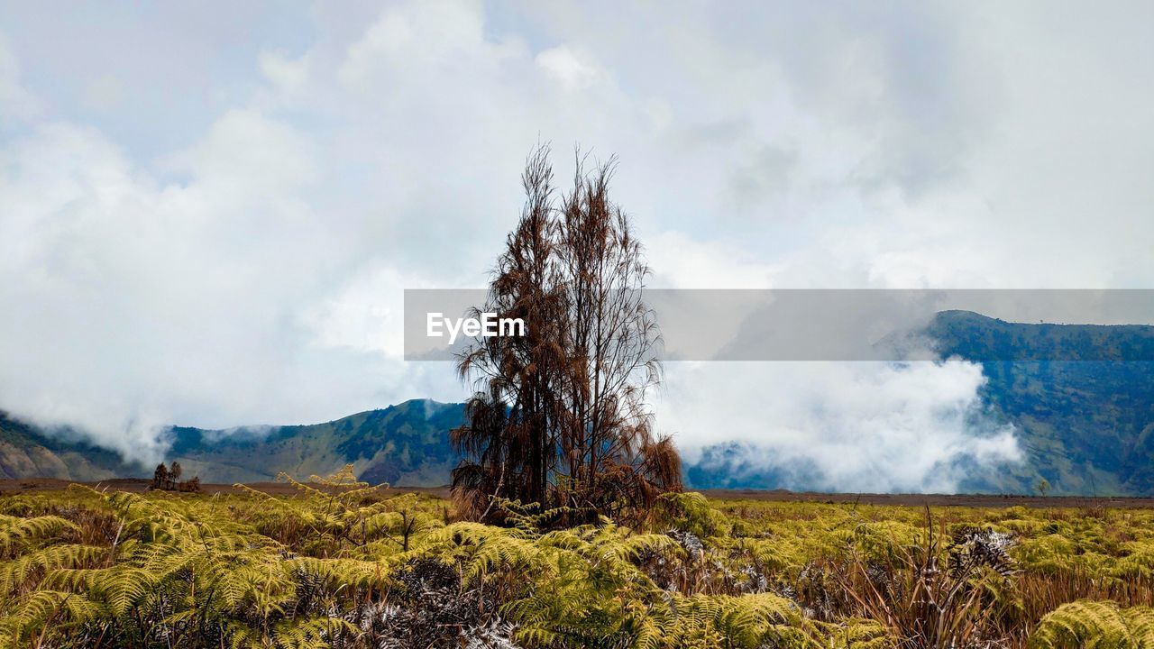 Tree on field against sky