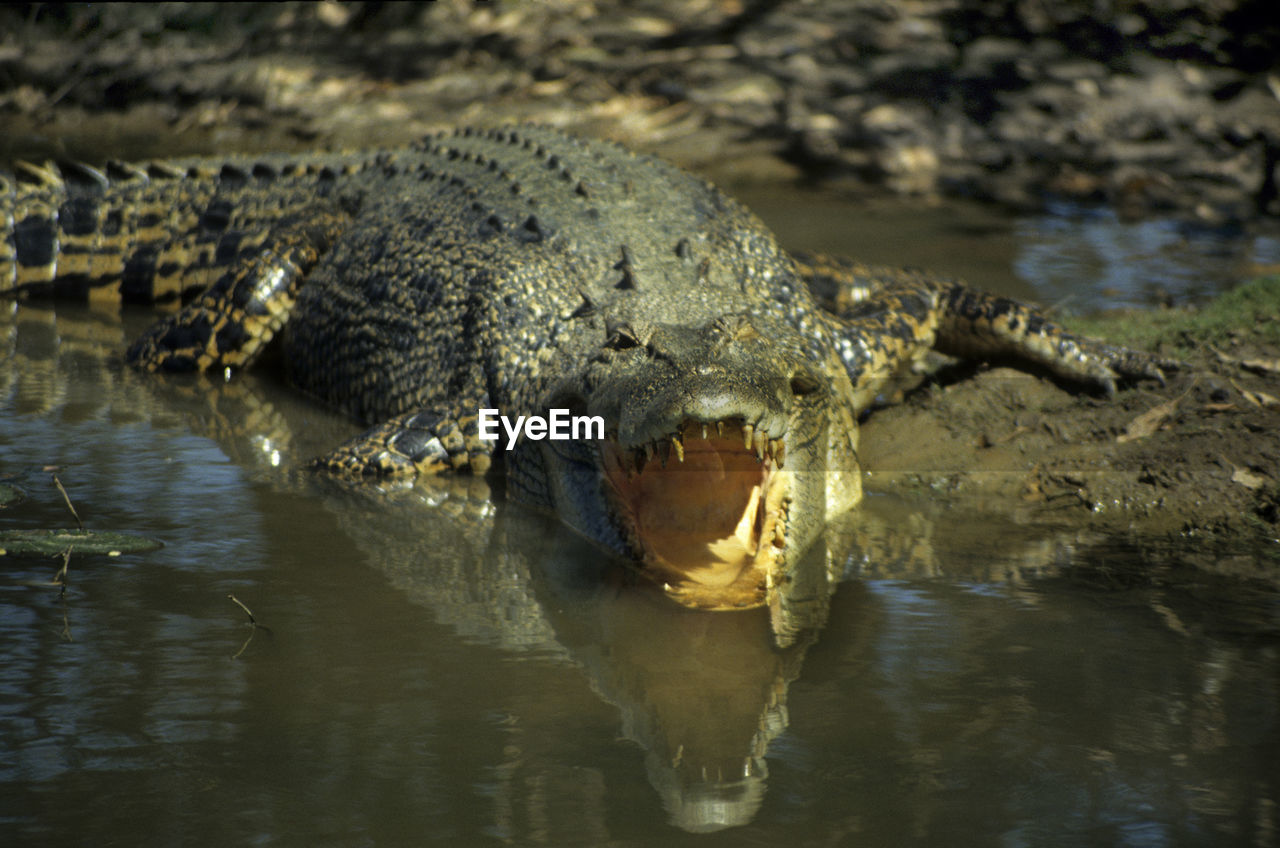 HIGH ANGLE VIEW OF TURTLE IN A RIVER